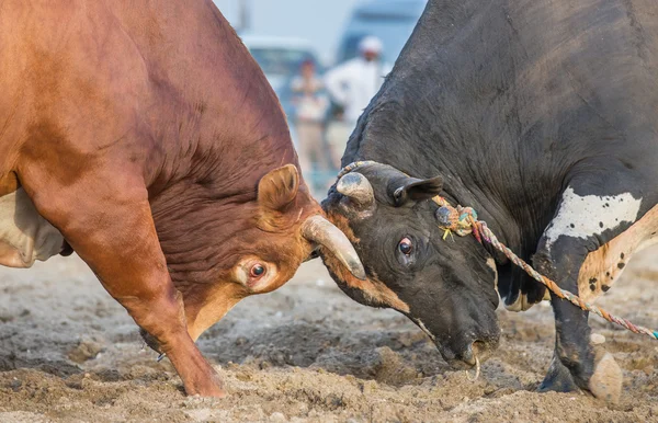 Dois touros lutando em Fujairah — Fotografia de Stock