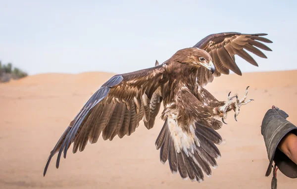 L'aquila maculata sta atterrando — Foto Stock