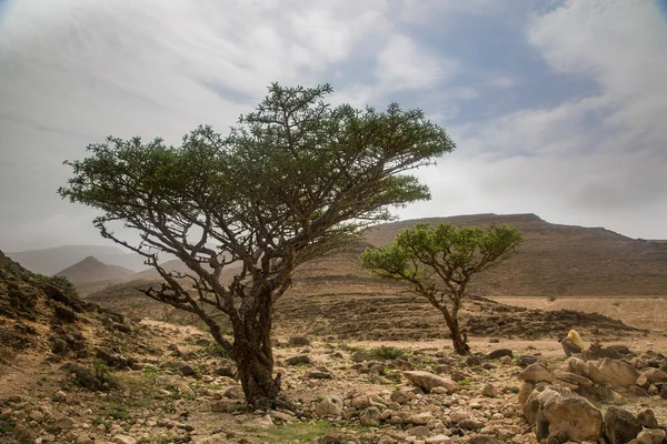 Kadzidło drzewa w Salalah, Oman — Zdjęcie stockowe