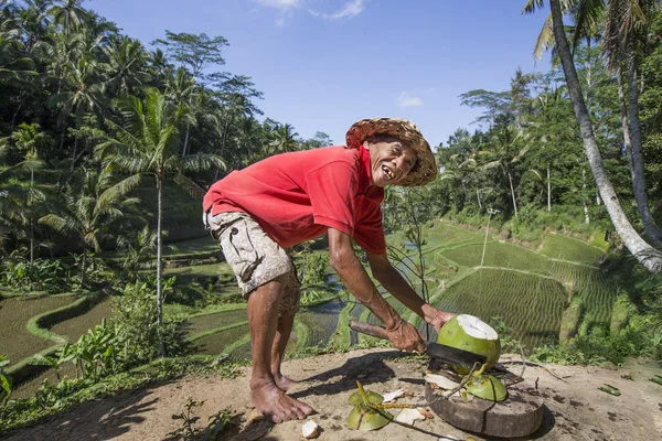Indonesian man is cutting a coconut — Stock Photo, Image