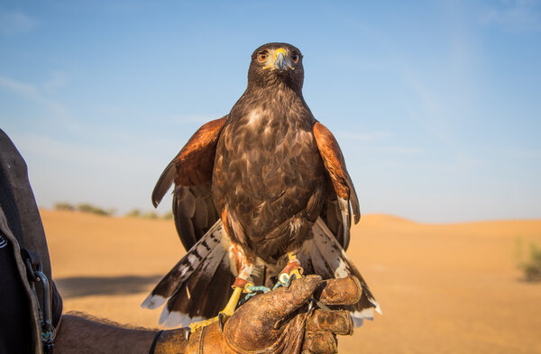 Peregrine falcon on a hand 