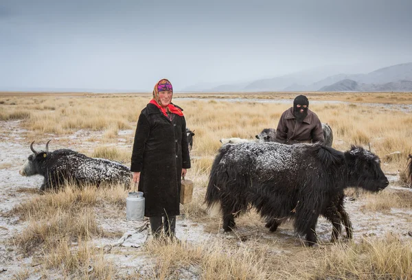 Femme express lait de mammifère yak — Photo