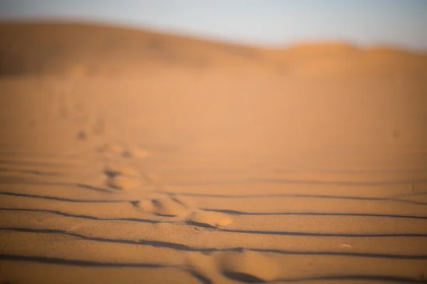 Passi nel deserto all'alba — Foto Stock
