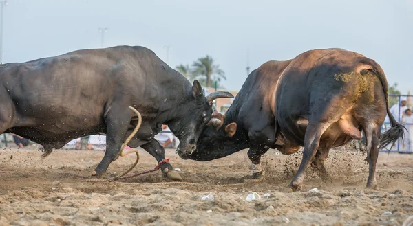 Dois touros lutando em Fujairah — Fotografia de Stock