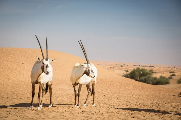 Kum tepeleri üzerinde Arap oryxes 