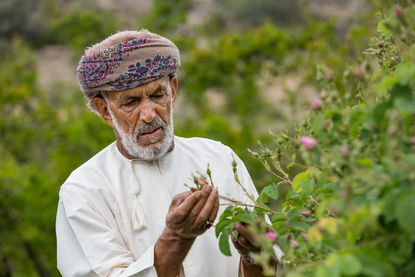 Omani homem escolhendo pétalas de rosa — Fotografia de Stock