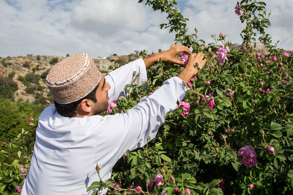 Omani man picking a rose