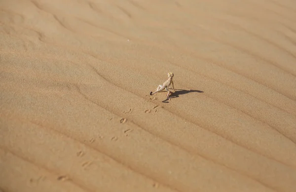 Lagarto en el desierto de Liwa — Foto de Stock
