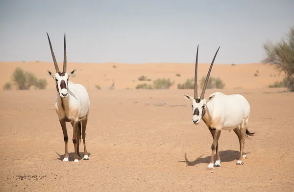 Oryxes árabes em dunas de areia — Fotografia de Stock