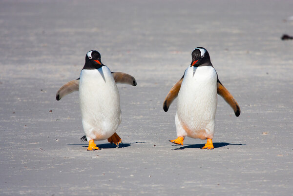 Gentoo penguins on Barrientos island