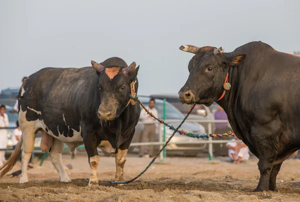 Dois touros antes de uma luta em Fujeirah — Fotografia de Stock