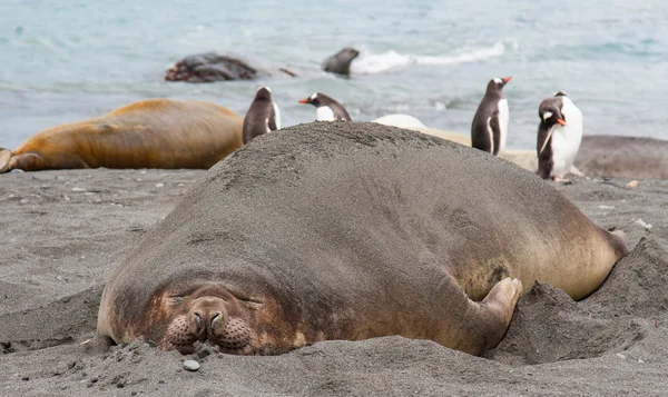 Olifanten zeehonden op het strand — Stockfoto