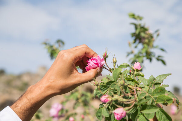 hand is picking a rose