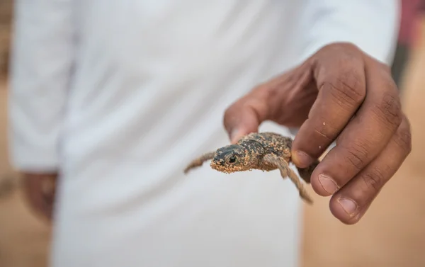 Hand holding a little turtle — Stock Photo, Image