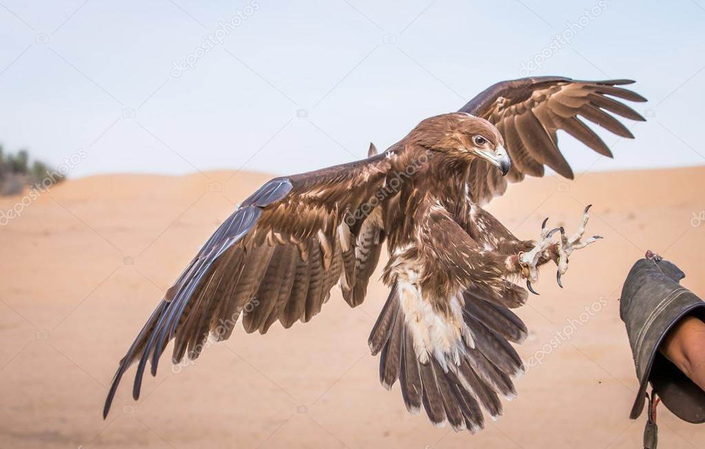 Greater spotted eagle is landing 
