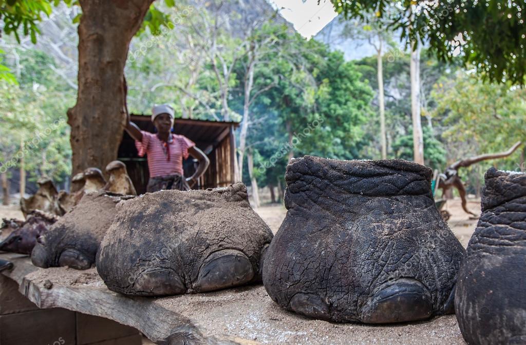 Editorial Who Is Looking Out For These >> Ranger Is Looking At The Feet Of Elephants Stock Editorial Photo Editorial Who Is Looking Out For These >> Ranger Is Looking At The Feet Of Elephants Stock Editorial Photo