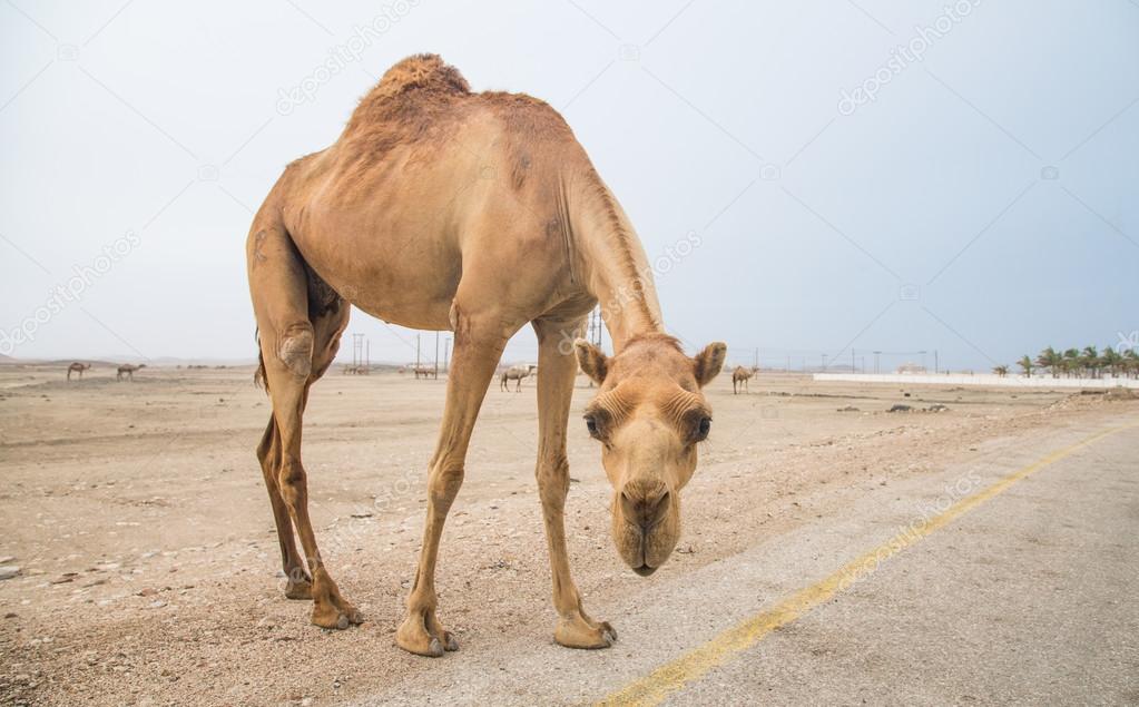 Camels in a desert in Salalah