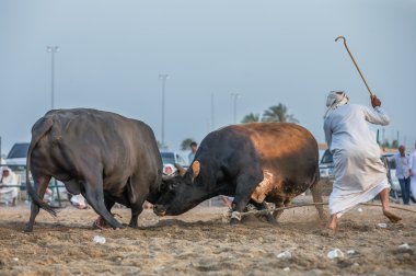 Bulls bir adamla savaşıyoruz