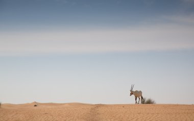 Arap oryx çölde yürürken 