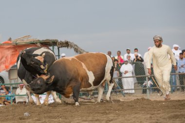 İki boğa Fujairah içinde mücadele