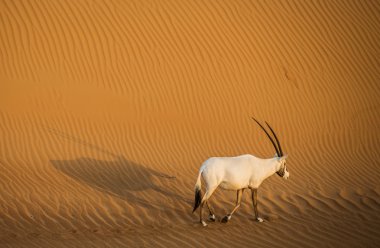 Arap oryx çölde yürürken 