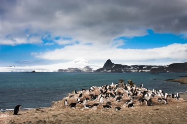 Penguen rookery Barriatos Adası