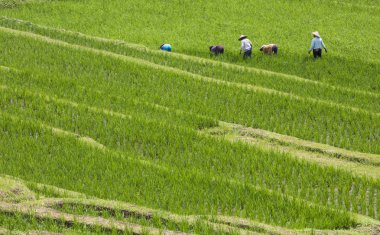 bir pirinç alan işçi