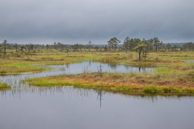 Bog landscape of Estonia clipart