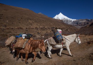 dağ yolu üzerinde hareket midilli