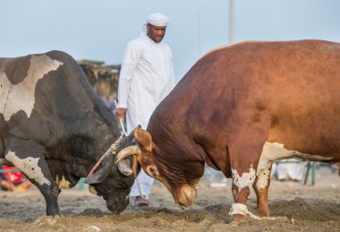 FUJEIRAH içinde mücadele boğa