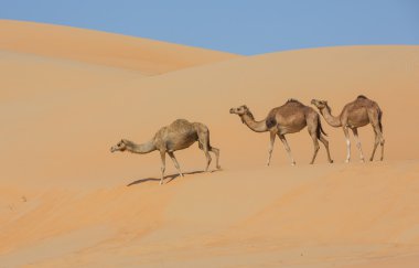 Liwa çölde yürüyen deve