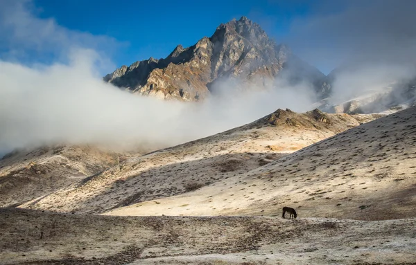 Asino in Bhutan Himalaya — Foto Stock