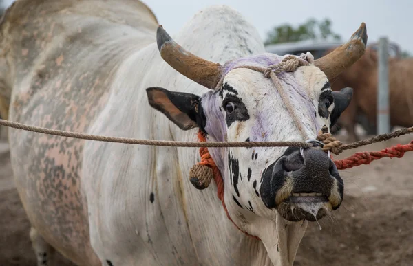 Bull está posando para uma câmera — Fotografia de Stock