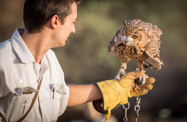 desert owl on a hand of its trainer