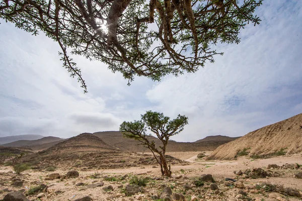 Frankincense trees in Salalah — Stock Photo, Image