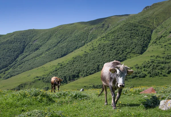 Vaches sur le terrain à Kazbegi — Photo