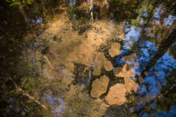 Родниковая вода выходит из земли в лесу на Сааремаа — стоковое фото