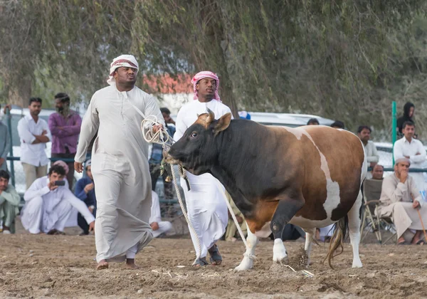 Men walking his bull into a fight — Stock Photo, Image