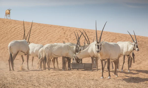 Oryx arabes sur les dunes de sable — Photo
