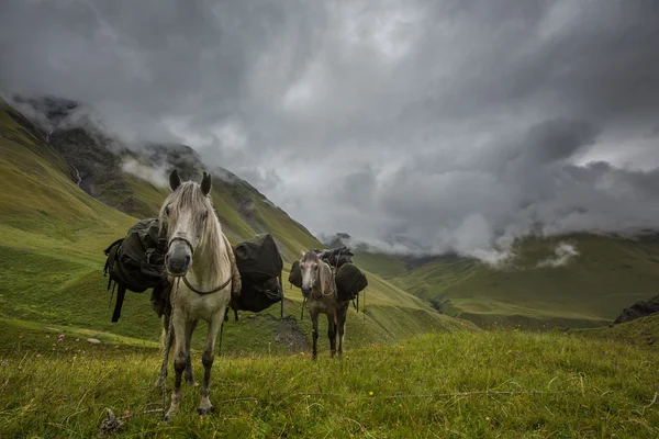Chevaux portant un bagage dans les montagnes du Caucase — Photo