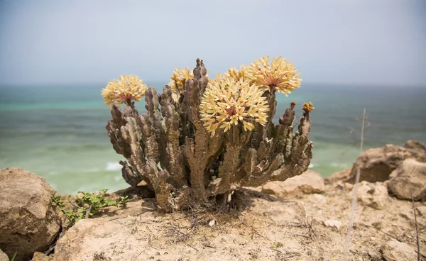 Цветок в скале на бахе — стоковое фото
