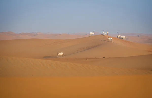 Арабские ориксы на песчаных дюнах — стоковое фото