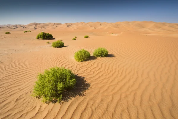 Gröna buskar i en öken i Abu Dhabi — Stockfoto