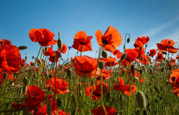 Campos de amapola de Saaremaa — Foto de Stock