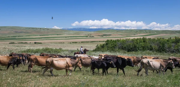 Vacas em campo, TBILISI — Fotografia de Stock