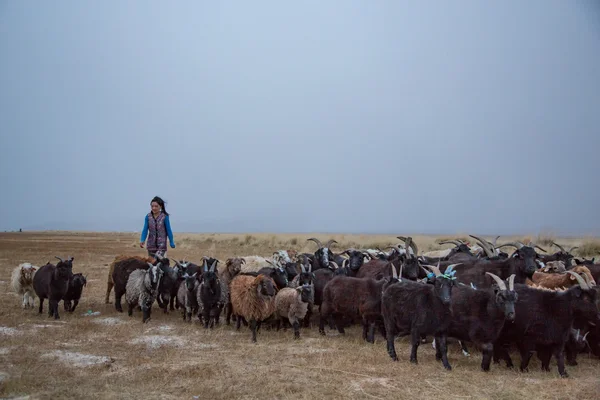 Femme nomade avec ses animaux — Photo