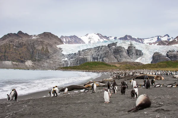 Pingüinos Gentoo en la isla de Barrientos — Foto de Stock