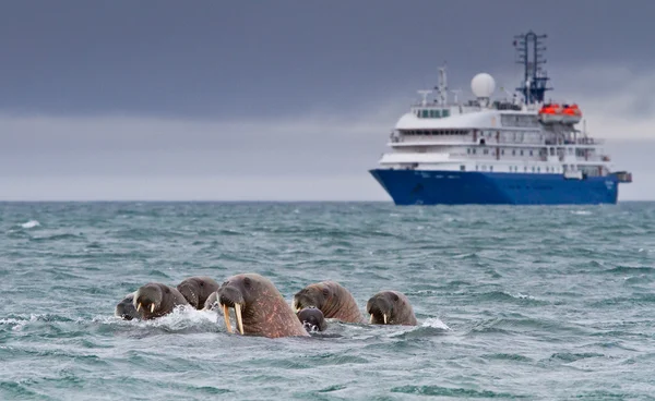 Morses dans l'eau arctique — Photo