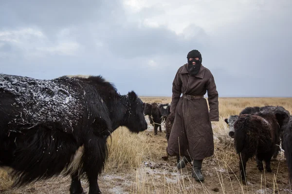 Nomadiska man med sina kor — Stockfoto