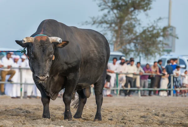 Stier na een gevecht — Stockfoto